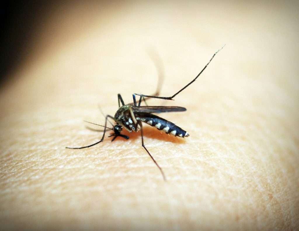 Mosquito Control