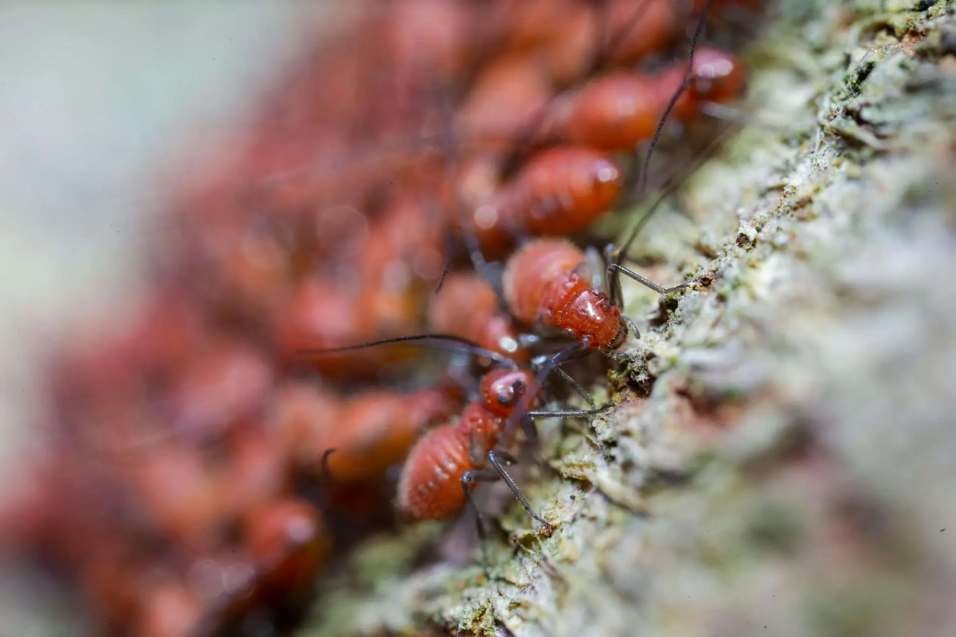 Pest Control Great Points of Interest in Bradenton: The Bishop Museum