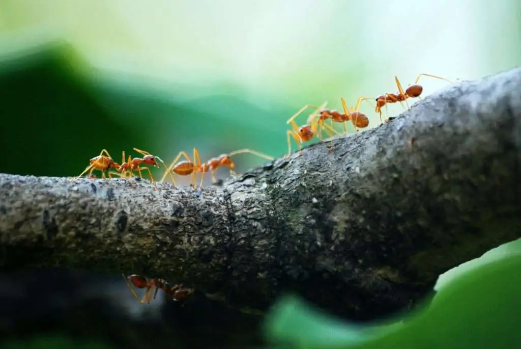 Parrish Pest Control