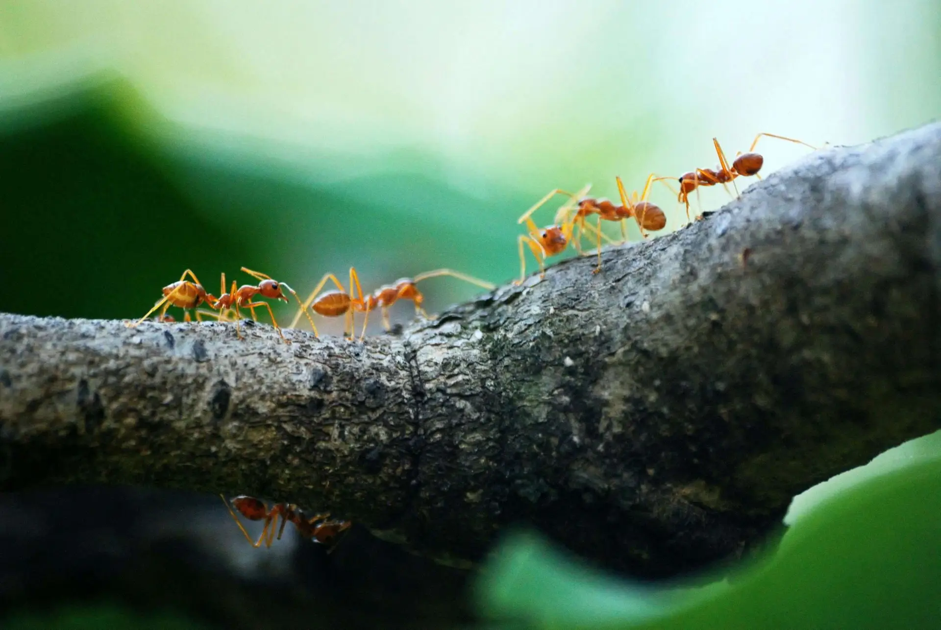 Parrish Pest Control