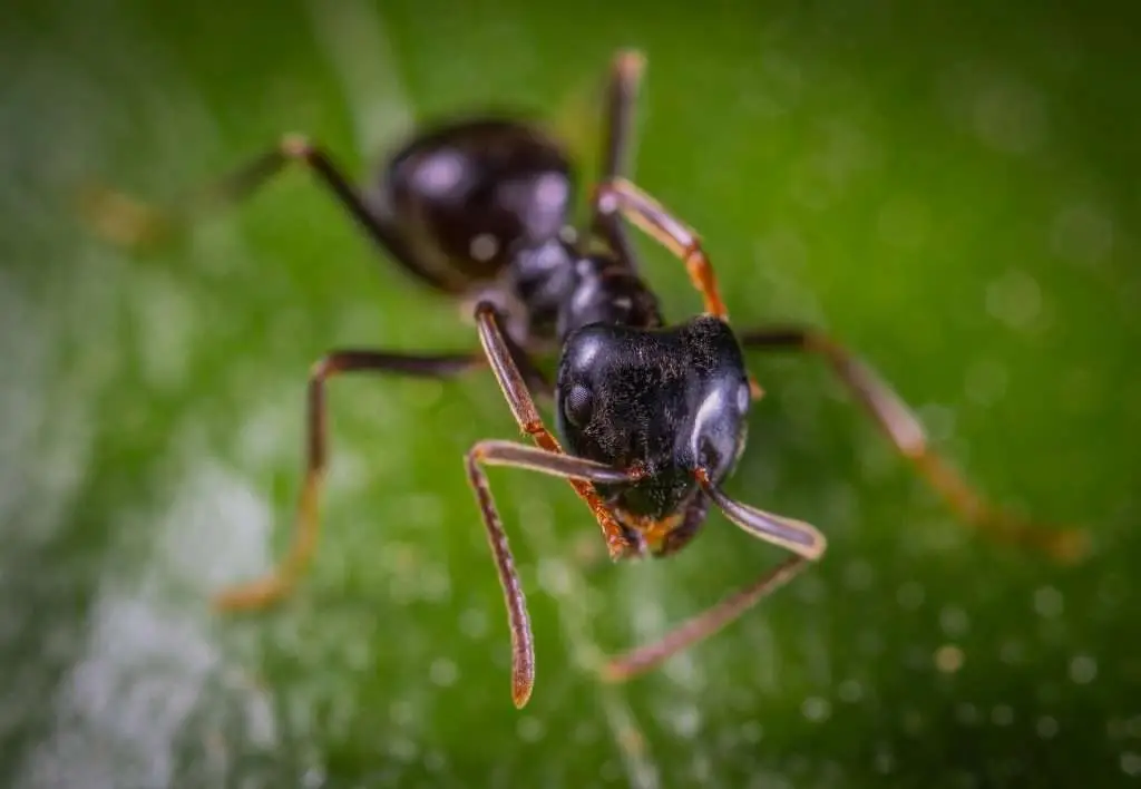 Ant Pest Control