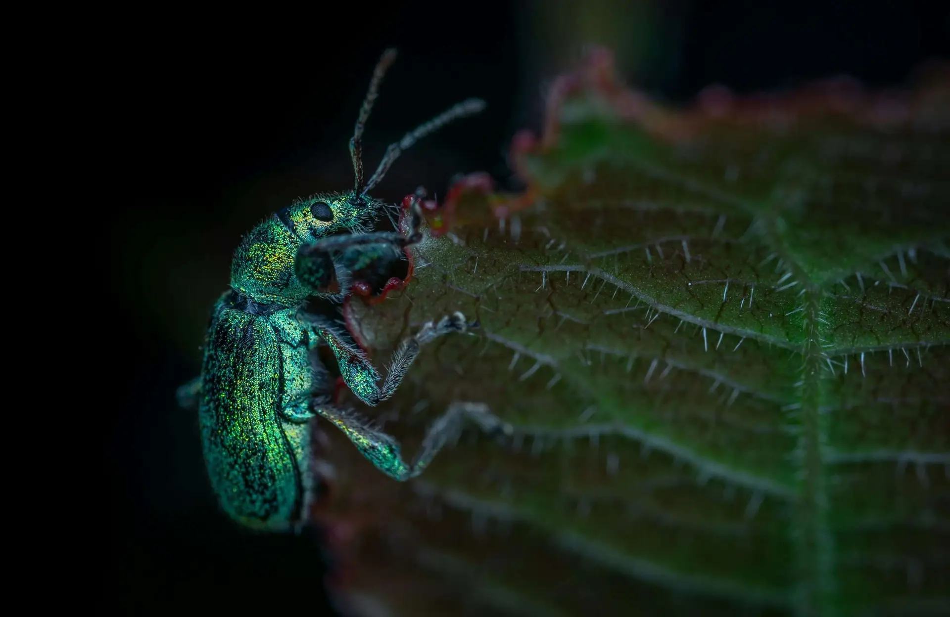 Ellen Pest Control Can Pests Be Coronavirus Carriers?