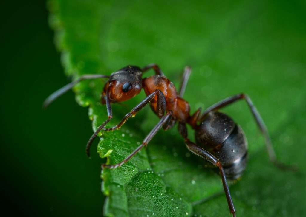 ant on plants