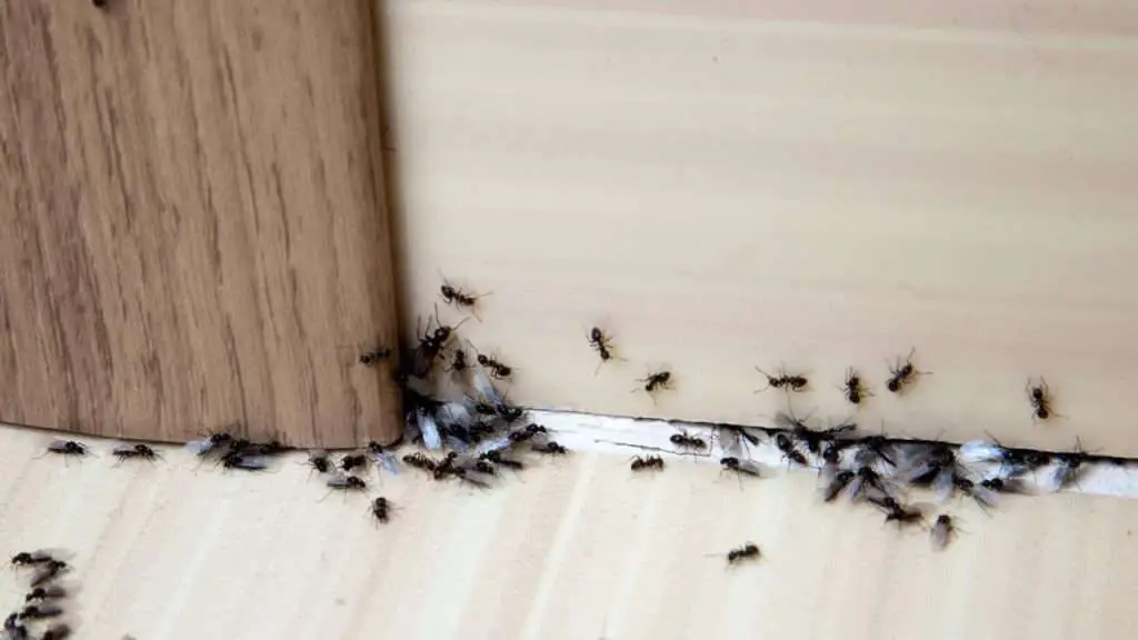 Can Pests Be Coronavirus Carriers?