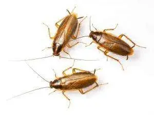 Bayshore Gardens Exterminator Pest Control Service 4 300x224 Eliminate Cockroaches Exterminator For Roaches Bradenton