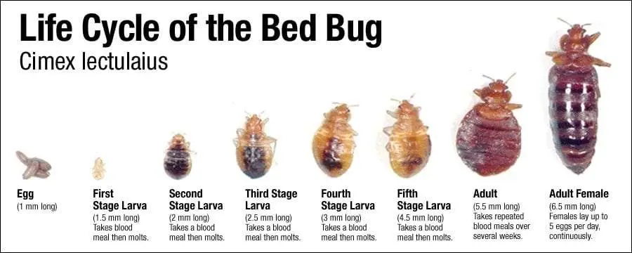 Pest Control Bradenton Bradenton Florida Pest Control Service Exterminator How to Get Rid of Bed Bugs Bradenton