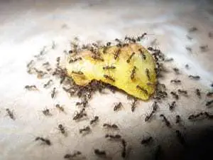 Pest Control Service Bradenton Exterminator For Ants Bradenton