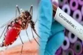 Can Pests Be Coronavirus Carriers? Pest Control Service Bradenton Bye Bye Bugs Exterminator