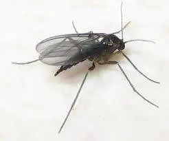 Pest Control Service Bradenton Fungus Gnats