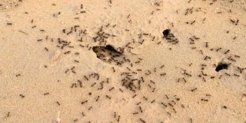 Ant Image