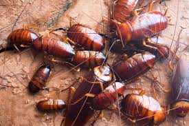 Cock roaches