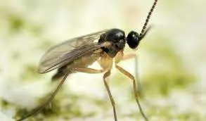 Fungus Gnats