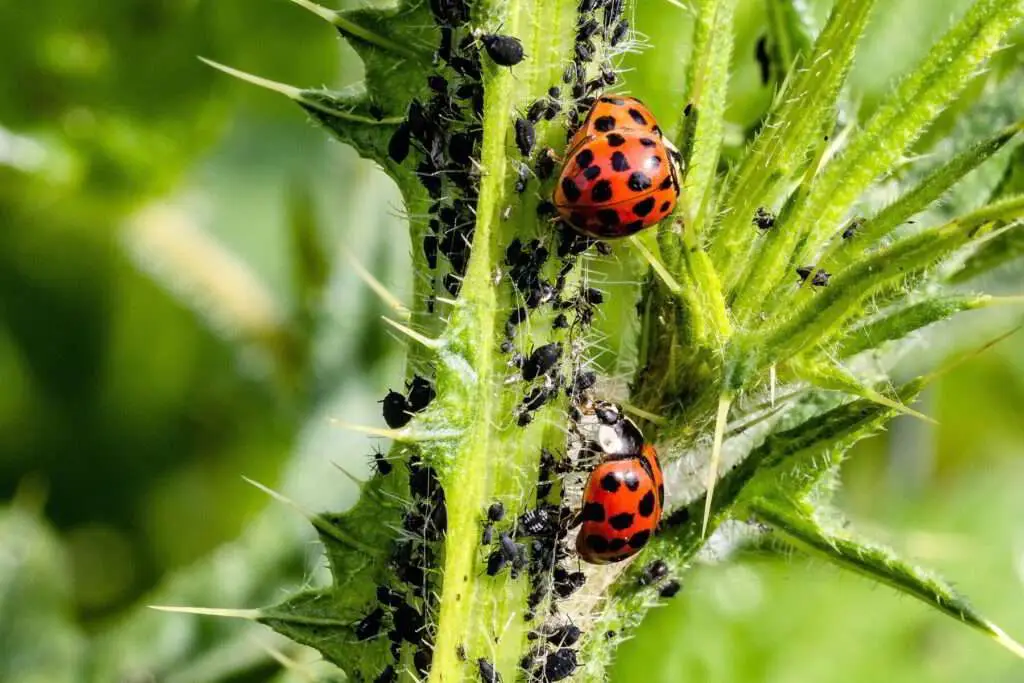 Palma Sola Pest Control